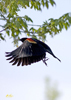 Red-winged Blackbird male